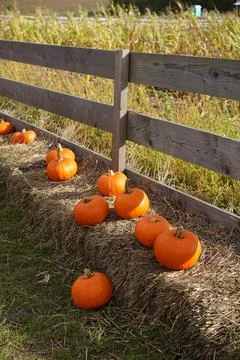Pumpkins. Farm. Halloween Pumpkin Patch. Veggie. White Pumpkins. Vegetables. Foto stock