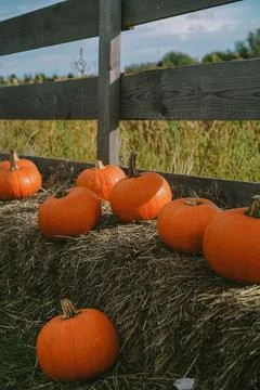 Pumpkins. Farm. Halloween Pumpkin Patch. Veggie. White Pumpkins. Vegetables. 스톡 사진