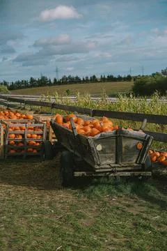 Pumpkins. Farm. Halloween Pumpkin Patch. Veggie. White Pumpkins. Vegetables. 스톡 사진