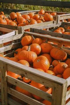 Pumpkins. Farm. Halloween Pumpkin Patch. Veggie. White Pumpkins. Vegetables. Foto stock