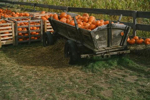 Pumpkins. Farm. Halloween Pumpkin Patch. Veggie. White Pumpkins. Vegetables. 스톡 사진