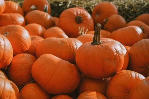 Pumpkins. Farm. Halloween Pumpkin Patch. Veggie. White Pumpkins. Vegetables. 스톡 사진