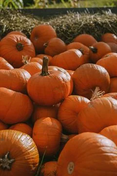 Pumpkins. Farm. Halloween Pumpkin Patch. Veggie. White Pumpkins. Vegetables. 스톡 사진