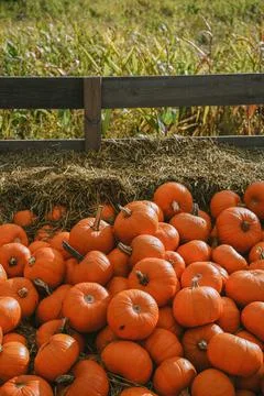 Pumpkins. Farm. Halloween Pumpkin Patch. Veggie. White Pumpkins. Vegetables. 스톡 사진