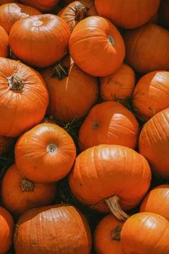 Pumpkins. Farm. Halloween Pumpkin Patch. Veggie. White Pumpkins. Vegetables. Foto stock