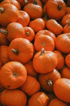 Pumpkins. Farm. Halloween Pumpkin Patch. Veggie. White Pumpkins. Vegetables. Stock Photos