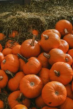 Pumpkins. Farm. Halloween Pumpkin Patch. Veggie. White Pumpkins. Vegetables. Stock Photos