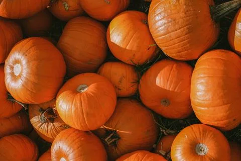 Pumpkins. Farm. Halloween Pumpkin Patch. Veggie. White Pumpkins. Vegetables. Foto stock