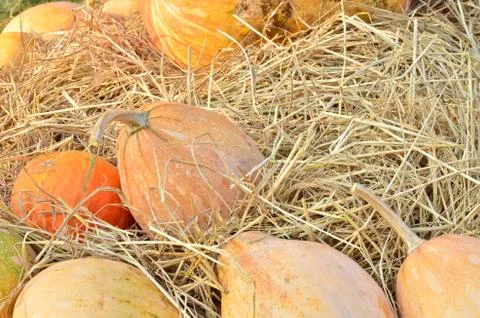 Pumpkins in the farm Stock Photos