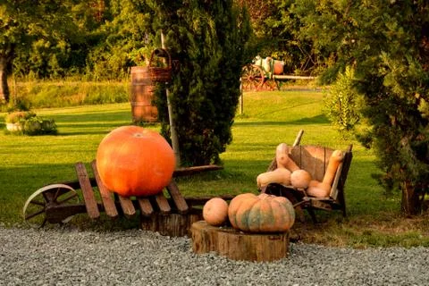 Pumpkins in a farm Foto stock
