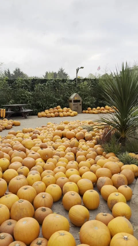 Pumpkins on a farm, pumpkin decorations in the park Stock Footage 291896997