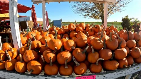 Pumpkins At The Farmstand 4K Stock Footage 220234281