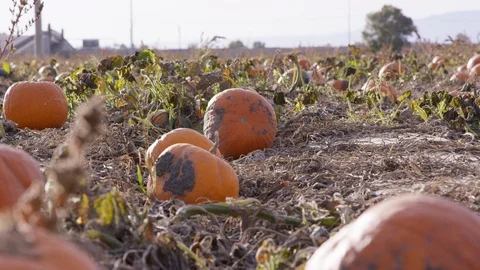 Pumpkins in a field during harvest time Stock-Footage 93486215