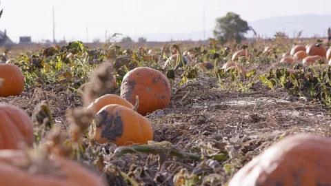 Pumpkins in a field during harvest time with low handheld perspective Video stock 93486228