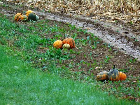 Pumpkins on the field at farm Фото