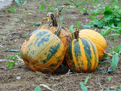 Pumpkins on the field at farm Photos