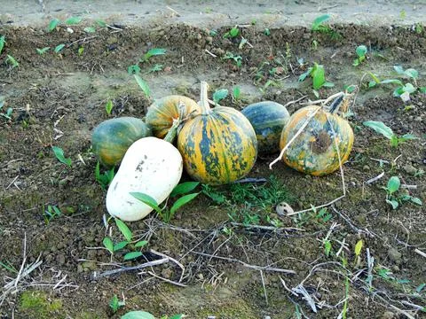 Pumpkins on the field at farm Fotos Stock