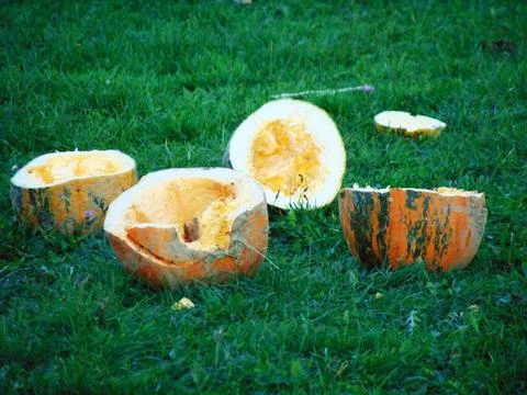 Pumpkins on the field at farm Fotos de archivo
