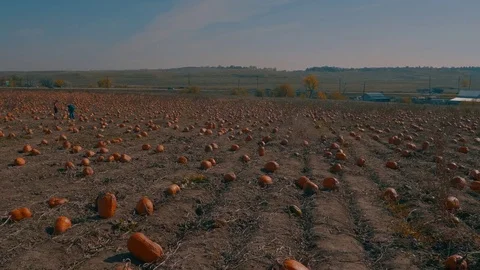 Pumpkins in a field Stock Footage 81834722