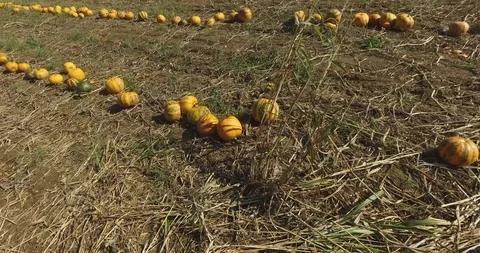 Pumpkins in field Stock Footage 119237715