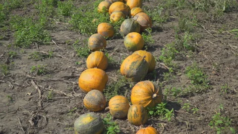 Pumpkins on field Video stock 145680571