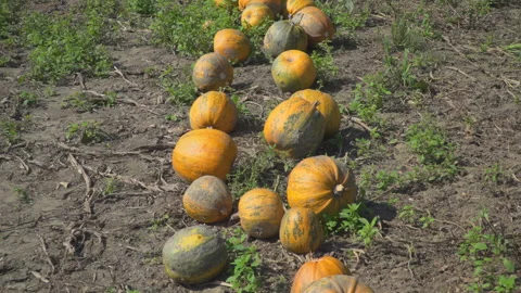 Pumpkins on field Stock Footage 145680659