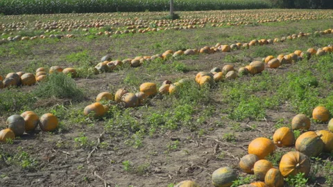 Pumpkins on field Video stock 145680892