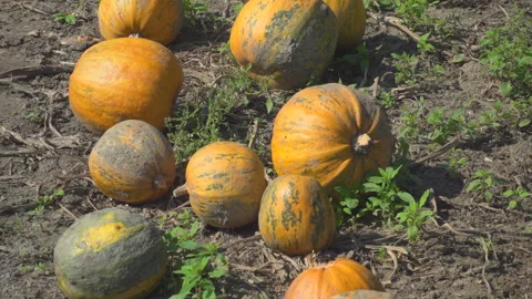 Pumpkins on field Video stock 145681415