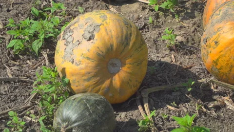 Pumpkins on field Stock Footage 145682773