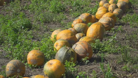 Pumpkins on field Stock Footage 145688593