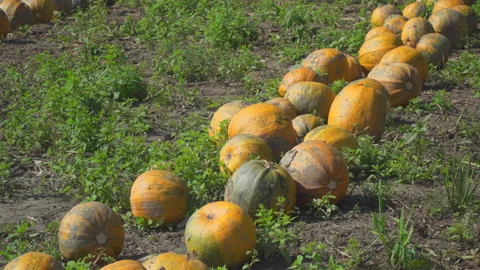 Pumpkins on field Stock Footage 145689271