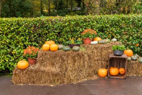 Pumpkins in the field on a haystack, autumn view Stock Photos