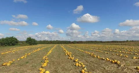Pumpkins in field panorama Stock Footage 119237488