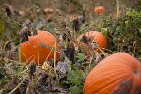 Pumpkins in Field Stock Photos
