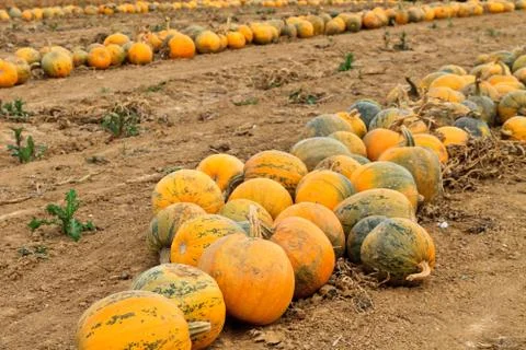 Pumpkins on a field Stock Photos