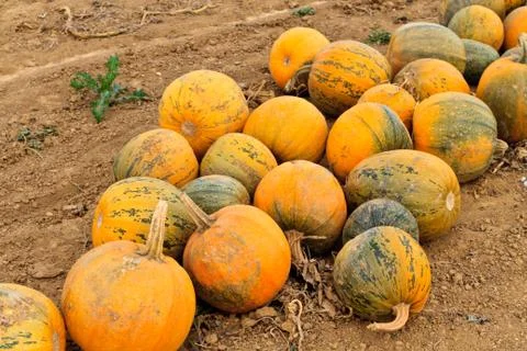 Pumpkins on a field Stock Photos