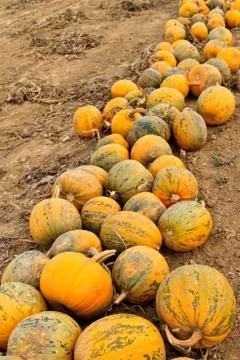 Pumpkins on a field Stock Photos