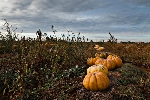 Pumpkins field Foto stock