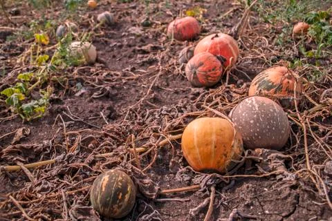 Pumpkins in the field Stock Photos