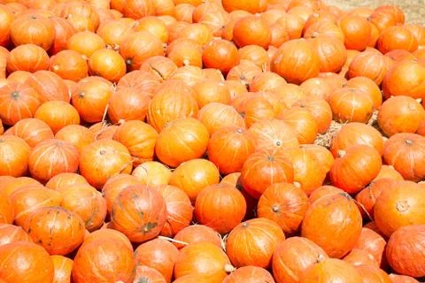 Pumpkins in a field Stock Photos