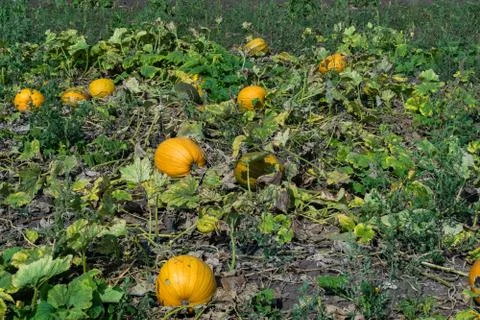 Pumpkins on the field Stock Photos