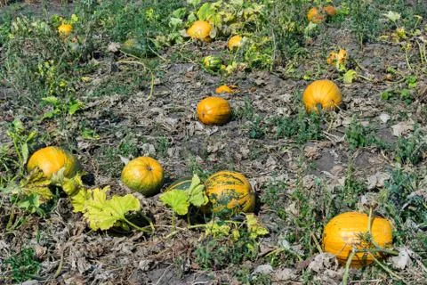 Pumpkins on the field Stock Photos