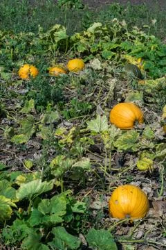 Pumpkins on the field Stock Photos