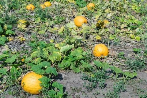 Pumpkins on the field Stock Photos