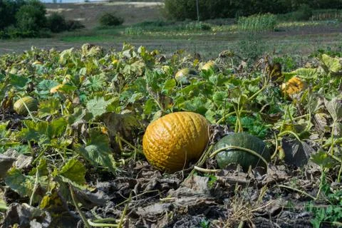Pumpkins on the field Stock Photos