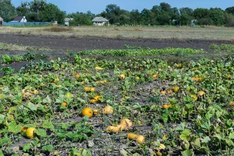 Pumpkins on the field Stock-Fotos