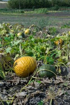 Pumpkins on the field Stock-Fotos