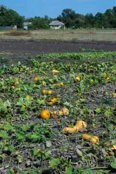 Pumpkins on the field Stock Photos