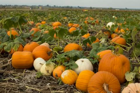 Pumpkins in a field Foto stock