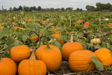 Pumpkins in a field Foto stock